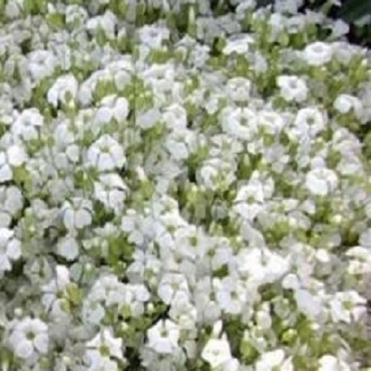 Picture of Saponaria - Vaccaria White